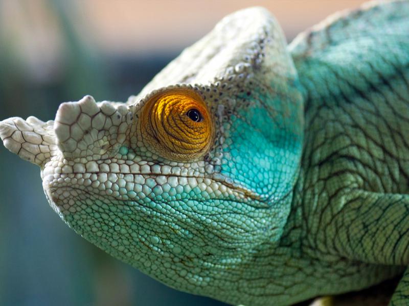 Minima Joomla Template